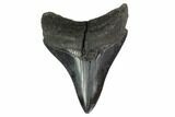 3.26" Megalodon Tooth - South Carolina - #130787-1